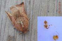 Archips podana