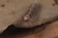 Plutella xylostella