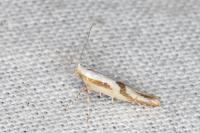 Argyresthia bonnetella