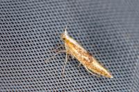Argyresthia