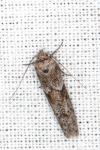 Blastobasis glandulella