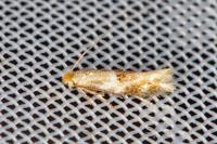 Bucculatrix ulmella