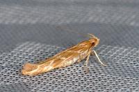 Pyroderces argyrogrammos