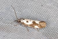 Ethmia quadrillella