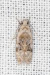 Altenia scriptella