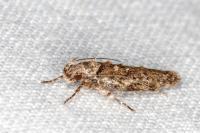 Psoricoptera gibbosella