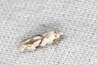Stenolechia gemmella