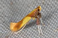 Caloptilia alchimiella