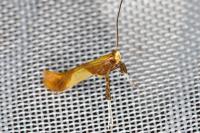 Caloptilia robustella