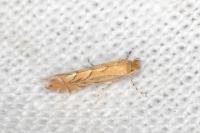 Phyllonorycter messaniella