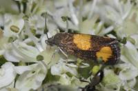 Pammene aurana