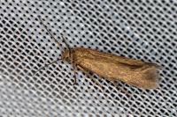 Scythris