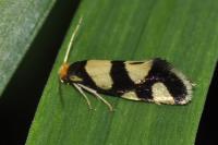 Lampronia rupella