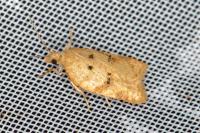Acleris ferrugana/notana
