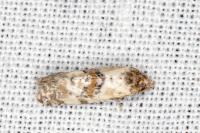 Neocochylis molliculana