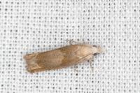Eucosma conterminana