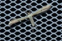Adaina microdactyla