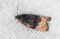 Metendothenia atropunctana