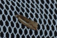 Ancylis apicella