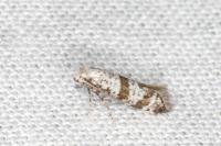 Scythropia crataegella