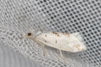 Niphonympha dealbatella