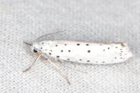 Yponomeuta