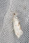 Niphonympha dealbatella