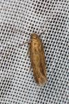 Scythris