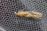 Eucosma