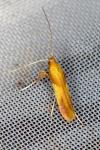 Caloptilia robustella