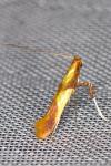 Caloptilia alchimiella