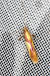 Caloptilia alchimiella