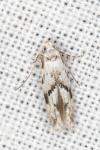 Stenolechia gemmella