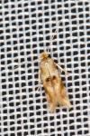 Bucculatrix ulmella