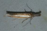 Pleurota aristella