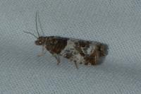 Notocelia trimaculana