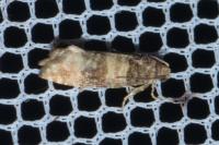 Piniphila bifasciana