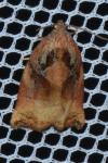 Archips podana