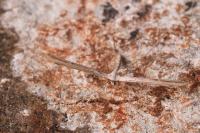 Emmelina monodactyla