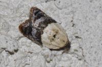 Acleris variegana