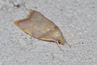 Carcina quercana
