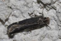 Aroga velocella