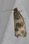 Orthotaenia undulana