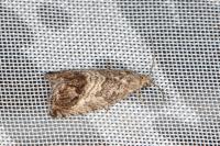 Cydia splendana