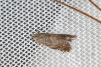 Strophedra nitidana