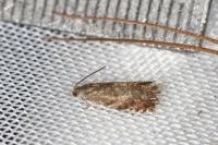 Strophedra nitidana