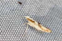 Argyresthia bonnetella
