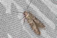 Blastobasis glandulella