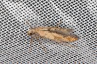 Epermenia