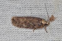 Depressaria